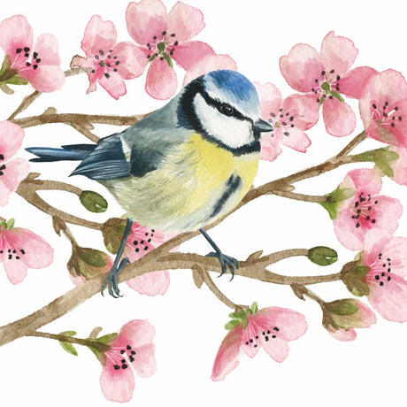 Eurasian bluetit on cherry blossom branch