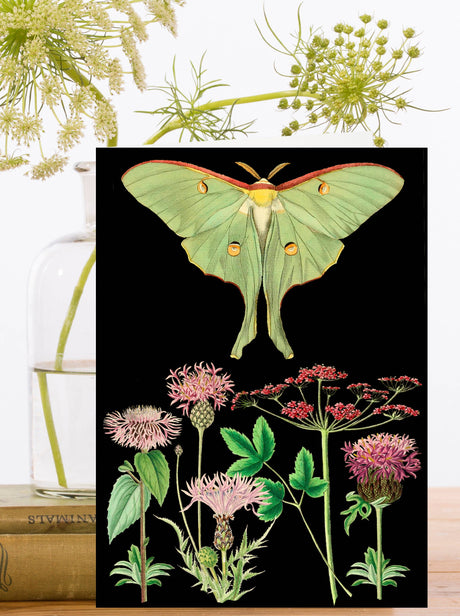 Greeting card with illustration of a green butterfly and flowers on a black background
